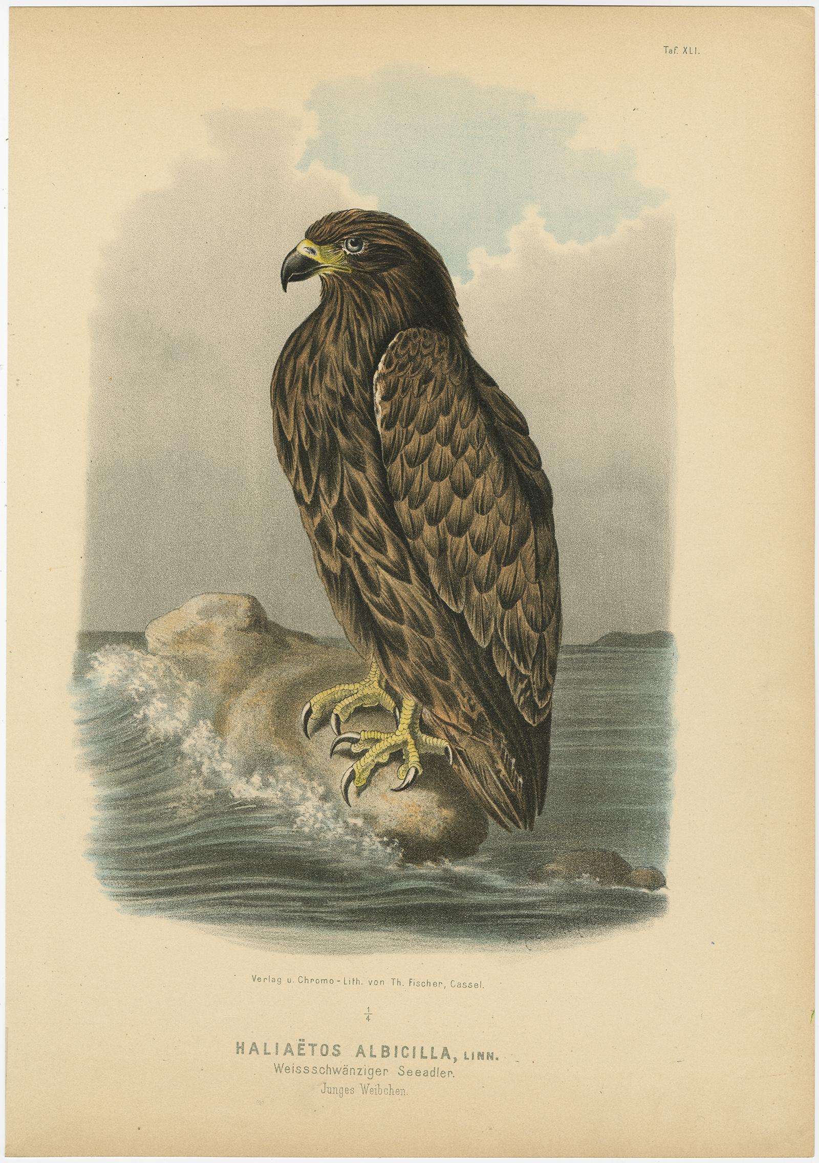 Impression d'oiseau à queue blanche ou grise ou d'aigle des mers de l'Equasie, 1894 Bon état - En vente à Langweer, NL