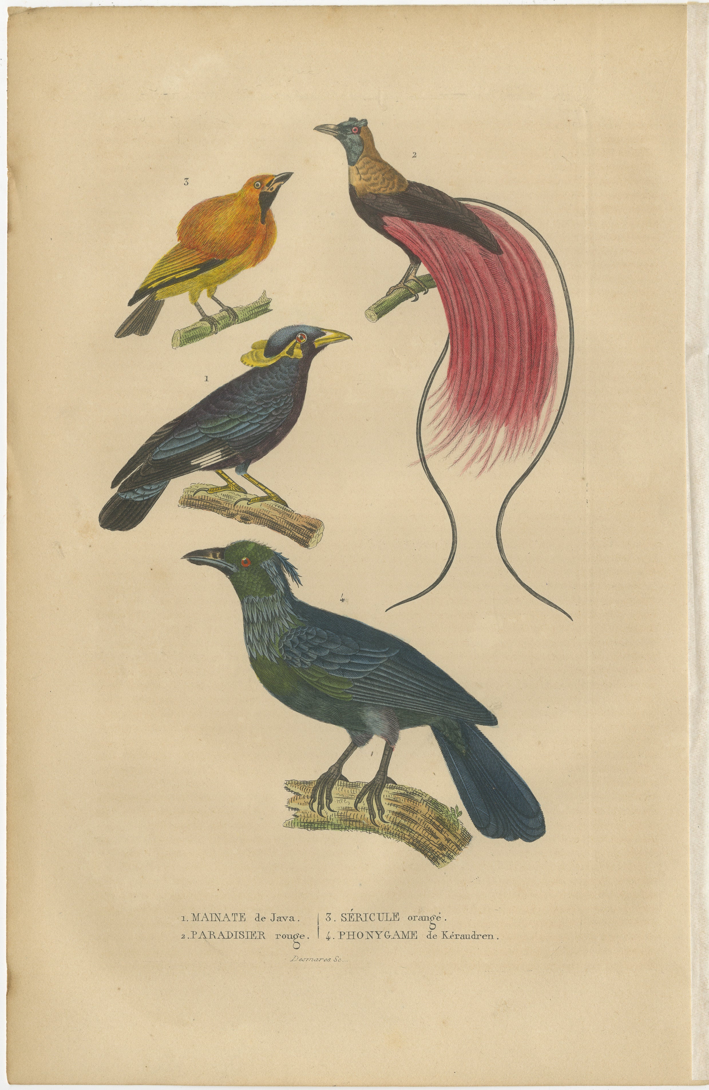 Beautiful print showing for birds of Asia, including the famous Bird of Paradise

Title: ‘1. MAINATE DE JAVA, 2. PARADISIER ROUGE, 3. SERICULE ORANGE, 4. PHONYGAME DE KERAUDREN.’, 2. STEATORNIS CARIPENSIS – GUACHARO DE CARIPE.’

