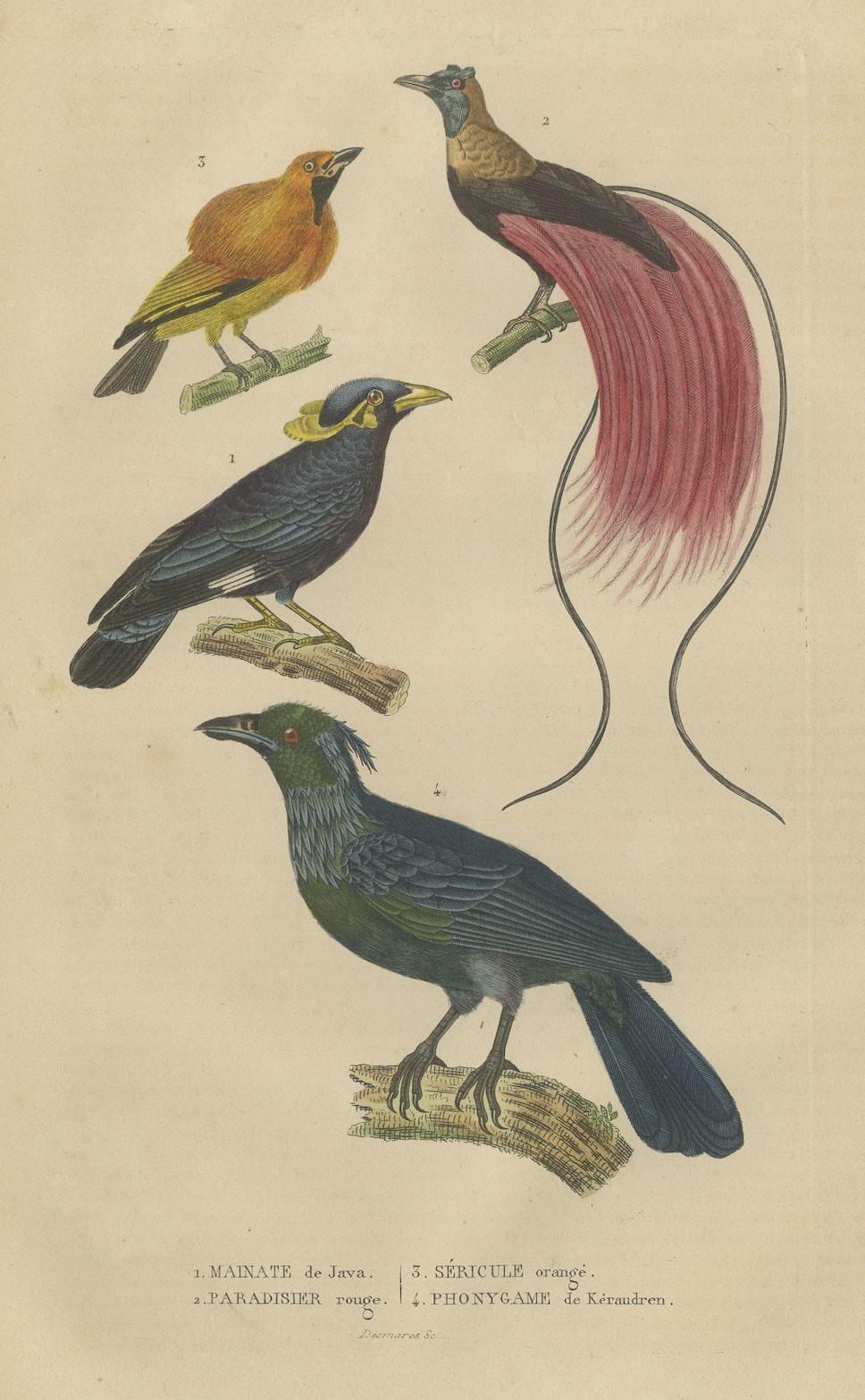 Bird Print with the Bird of Paradise, a Masked Bowerbird & Trompetkparadijskraai In Good Condition For Sale In Langweer, NL