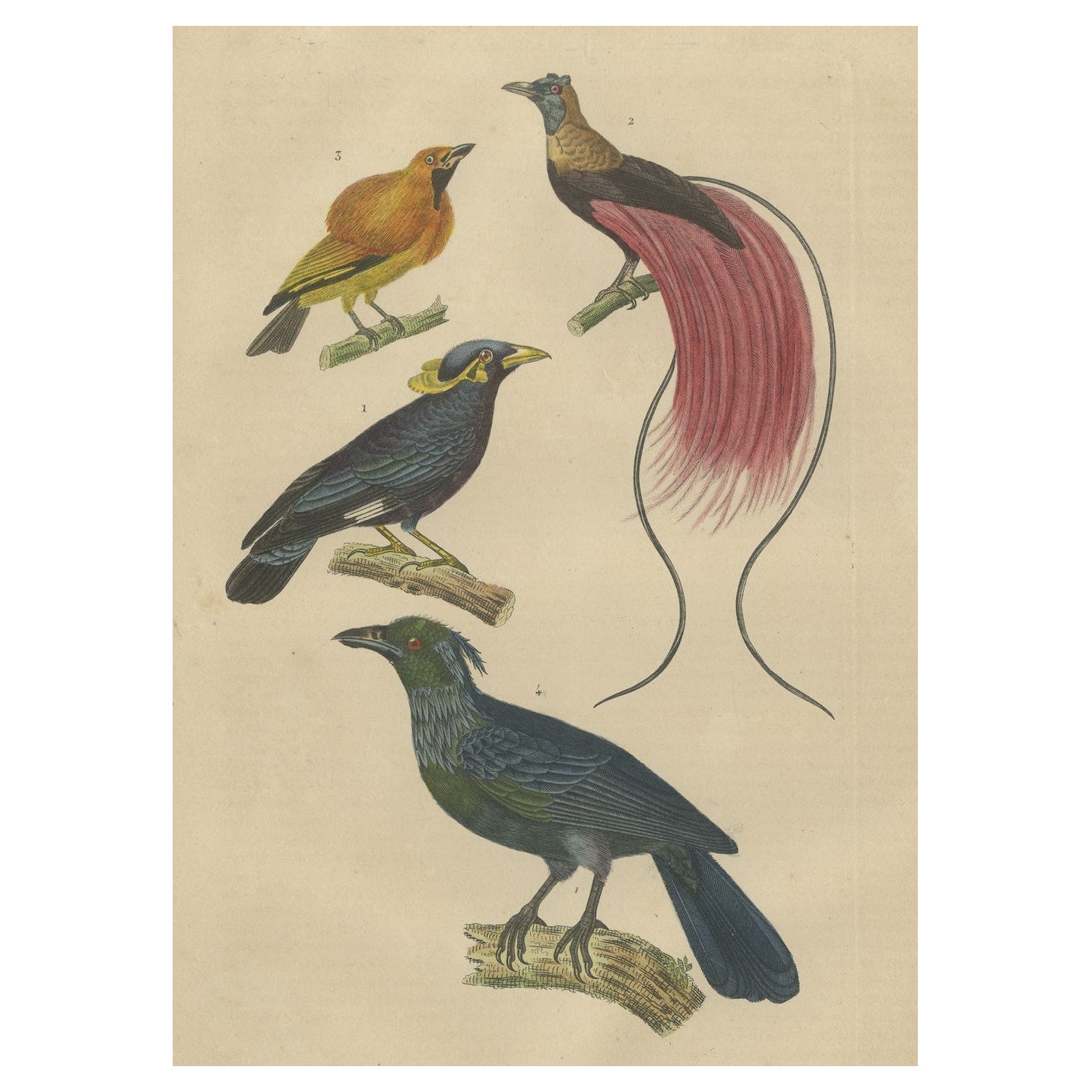 Vogeldruck mit dem Paradiesvogel, einem Maskierten Bogenvogel und Trompetenparadijskraai