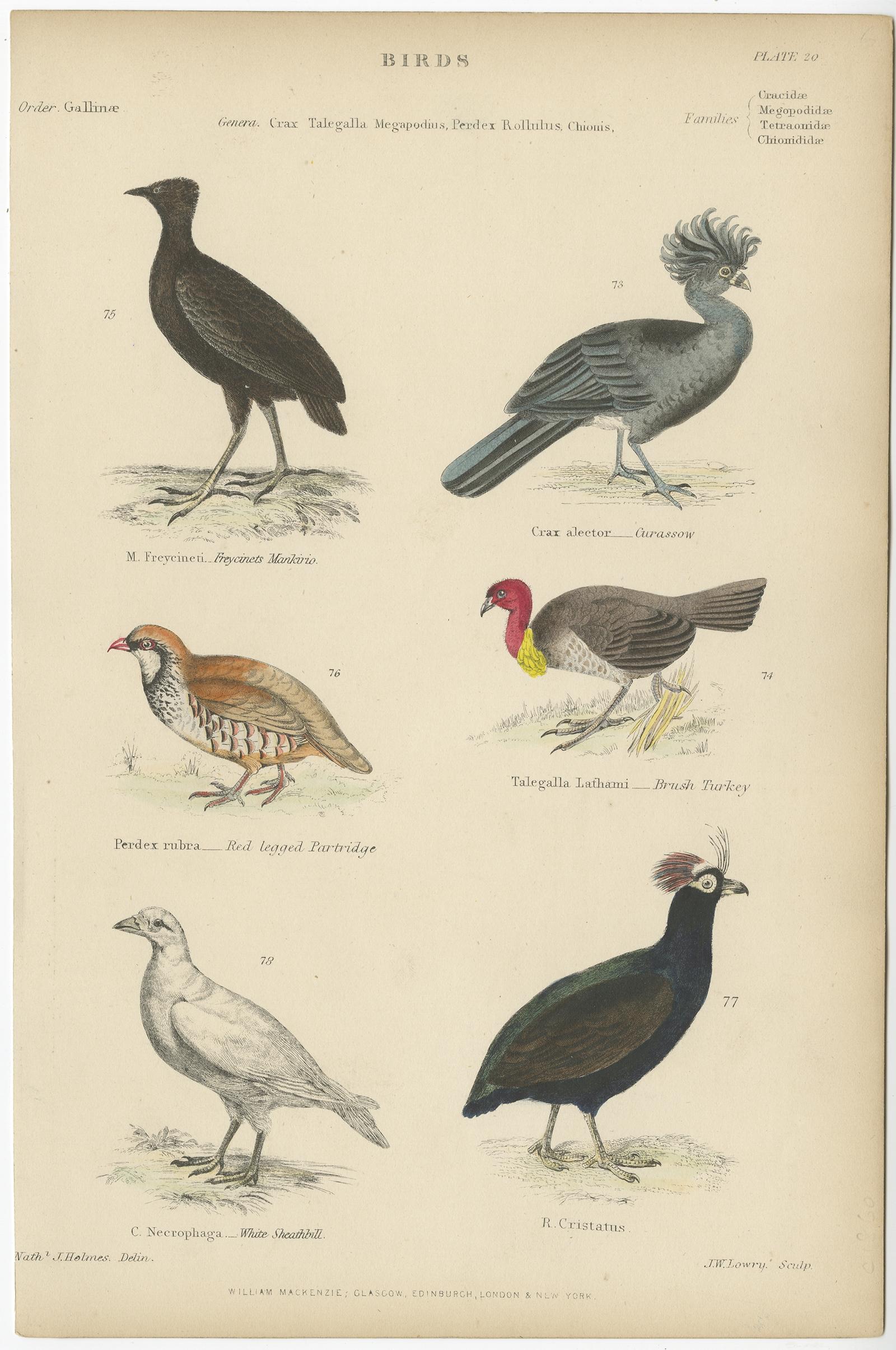 Antiker Vogeldruck mit Darstellungen von Frecinets mankirio, der Hokkaido, des Rothuhns, des Pinselhahns und des weißen Scheidenschnabels. 

Dieser Druck stammt aus dem 