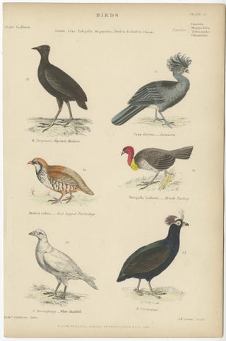Bird Prints of Mankirio, the Curassow, a Partridge, a Turkey & Sheathbill, c1860, view 2