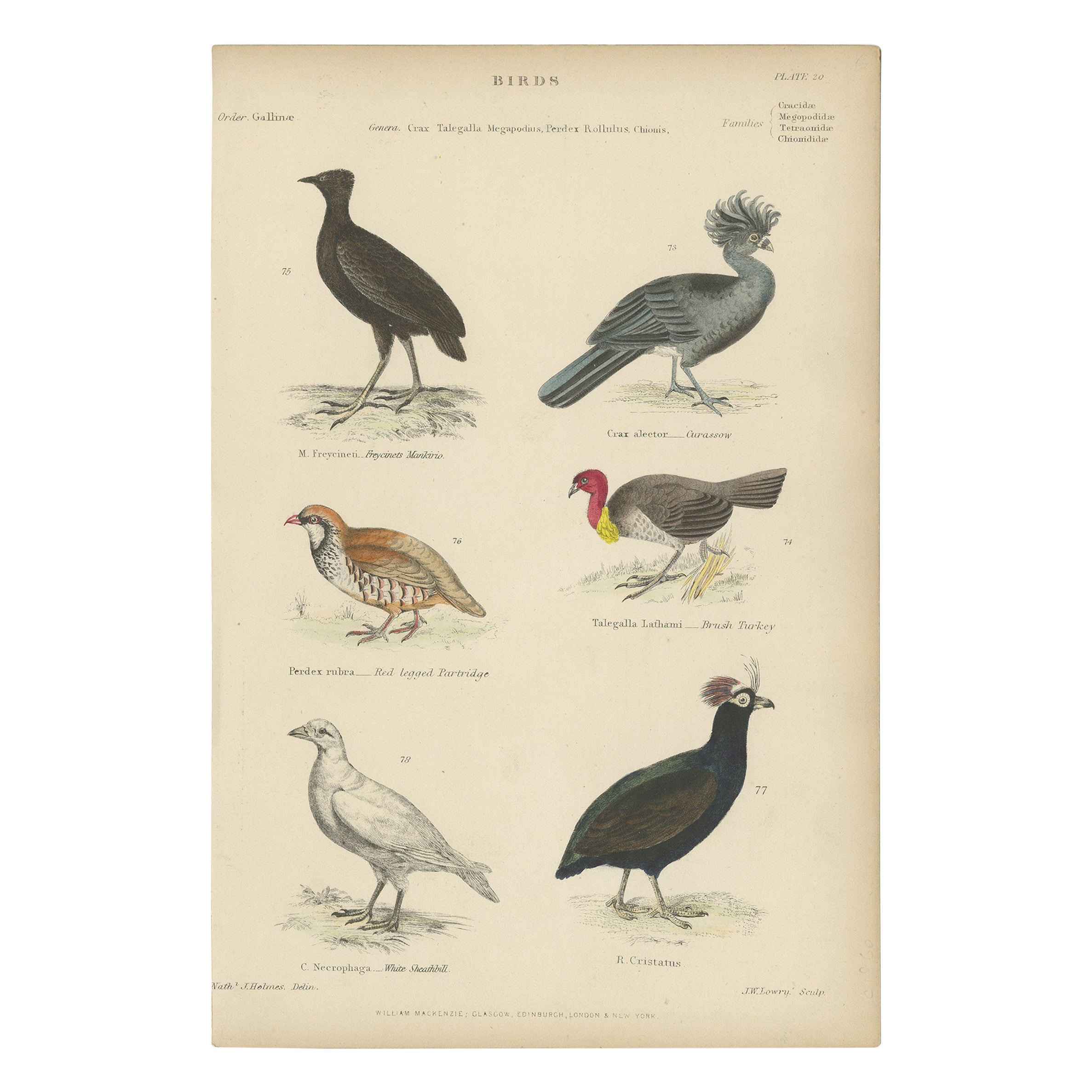 Bird Prints of Mankirio, the Curassow, a Partridge, a Turkey & Sheathbill, c1860 For Sale