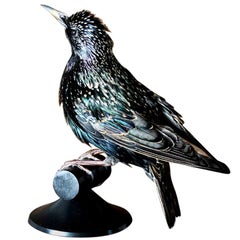 Bird Taxidermy Colorful European Starling ‘Sturnus vulgaris’ Black Perch