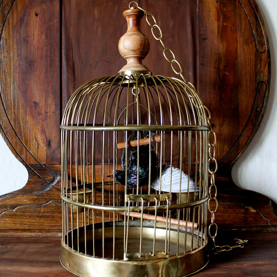 Bird Taxidermy European Starling, Sturnus Vulgaris Antique Brass Birdcage  For Sale 2