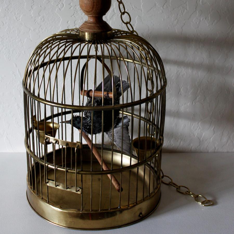 Bird Taxidermy European Starling, Sturnus Vulgaris Antique Brass Birdcage  For Sale 4