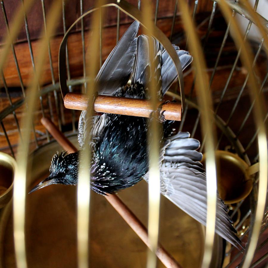 D 14 in H 22 in

First brought to North America by Shakespeare enthusiasts in the 19th century, European Starlings are now among the continent’s most numerous songbirds. This Starling hangs inside it’s antique brass birdcage, lamenting it’s days of