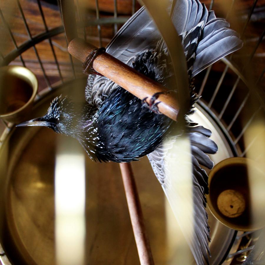 Romantic Bird Taxidermy European Starling, Sturnus Vulgaris Antique Brass Birdcage  For Sale