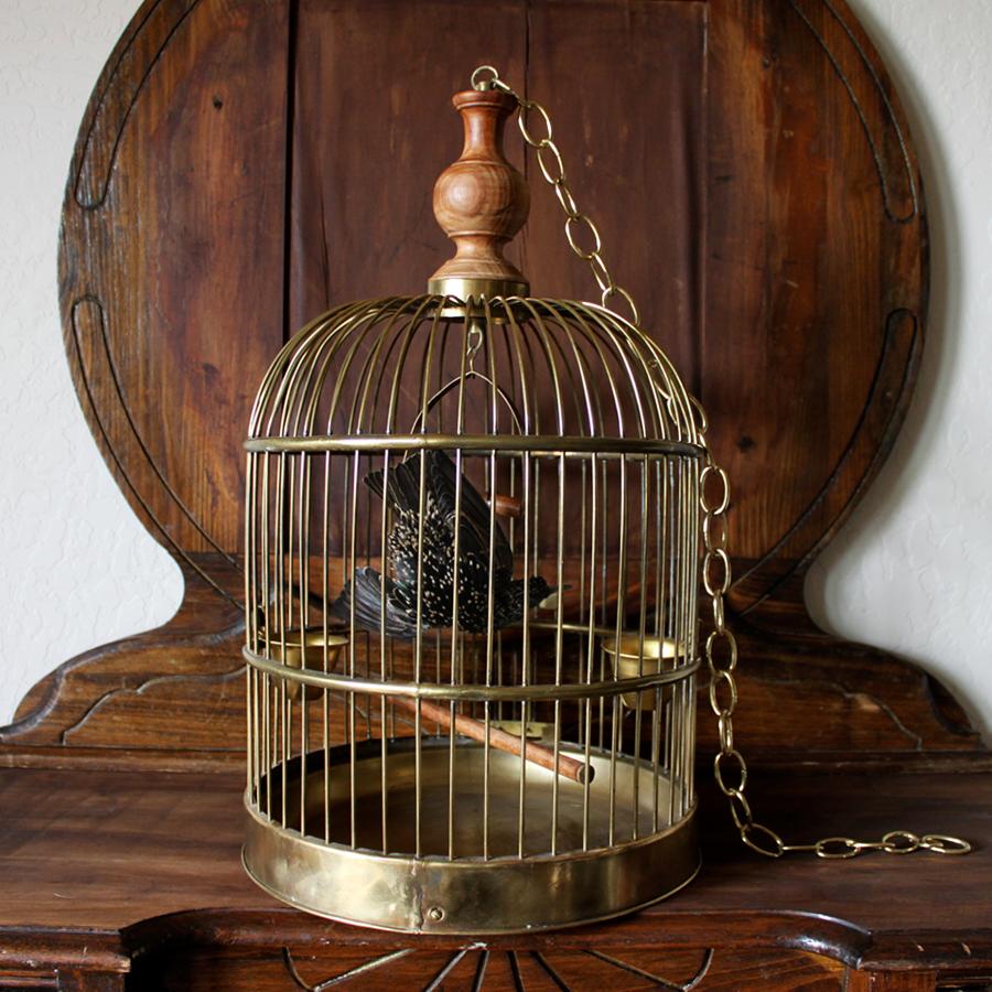 Feathers Bird Taxidermy European Starling, Sturnus Vulgaris Antique Brass Birdcage  For Sale