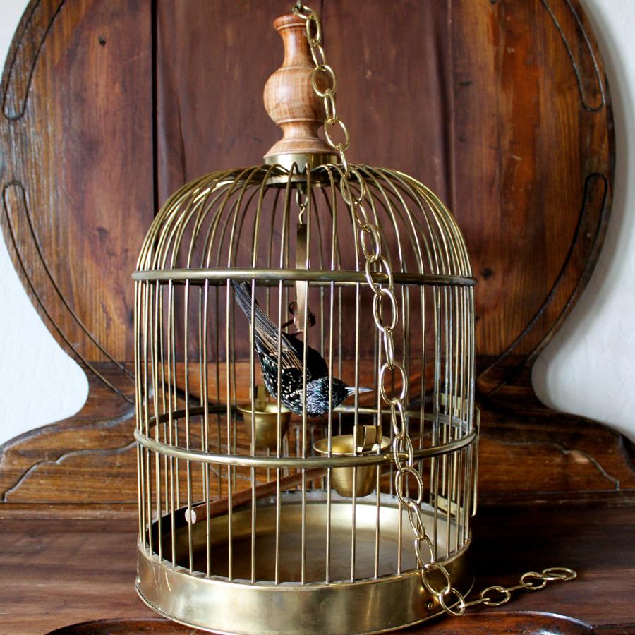 Bird Taxidermy European Starling, Sturnus Vulgaris Antique Brass Birdcage  For Sale 1