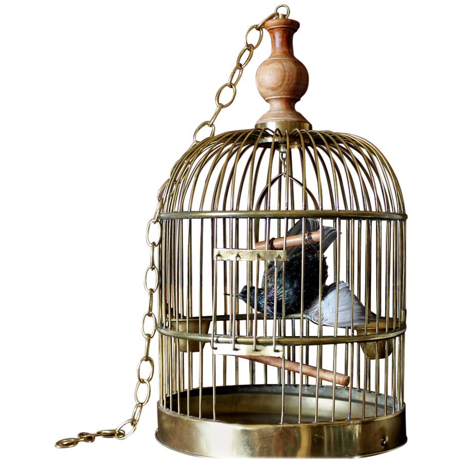 Bird Taxidermy European Starling, Sturnus Vulgaris Antique Brass Birdcage  For Sale