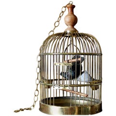Bird Taxidermy European Starling, Sturnus Vulgaris Antique Brass Birdcage