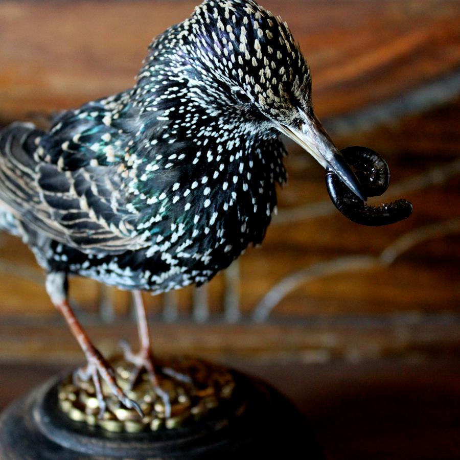 Bird Taxidermy European Starling 'Sturnus vulgaris' Brass Wood Base For Sale 3