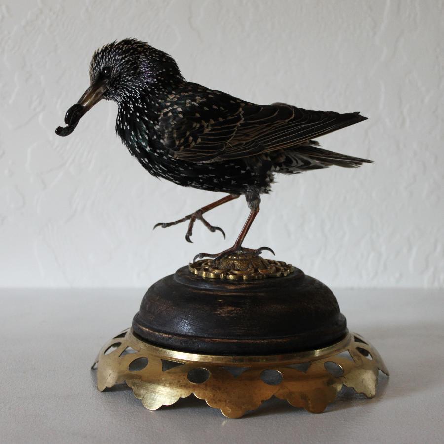Bird Taxidermy European Starling 'Sturnus vulgaris' Brass Wood Base For Sale 8
