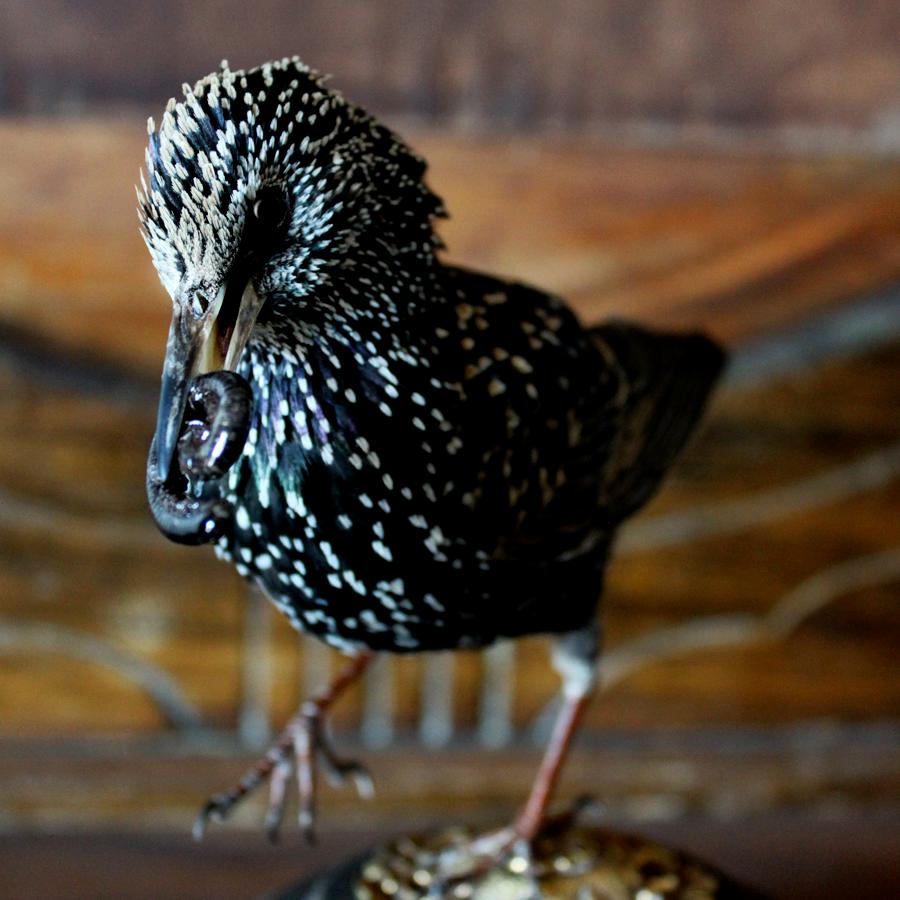 Bird Taxidermy European Starling 'Sturnus vulgaris' Brass Wood Base In Excellent Condition For Sale In Missoula, MT