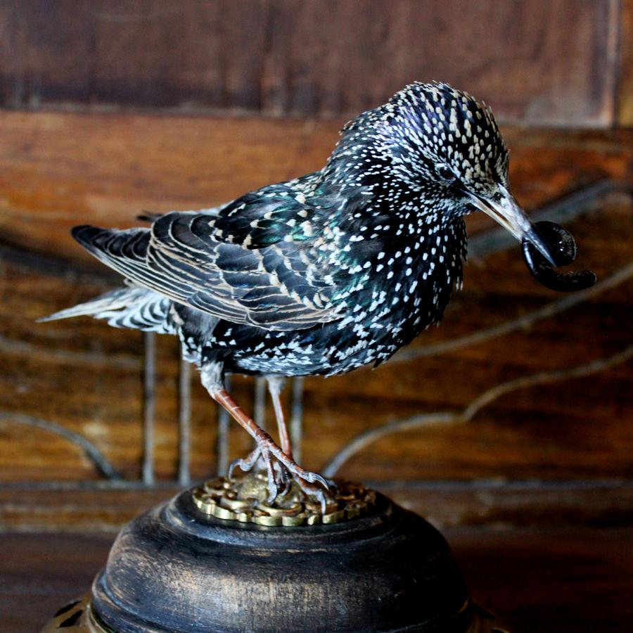 Bird Taxidermy European Starling 'Sturnus vulgaris' Brass Wood Base For Sale 2