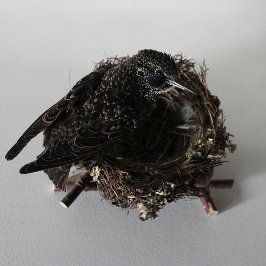 Bird Taxidermy European Starling 'Sturnus vulgaris' Nest For Sale 1