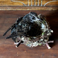 Bird Taxidermy European Starling 'Sturnus vulgaris' Nest