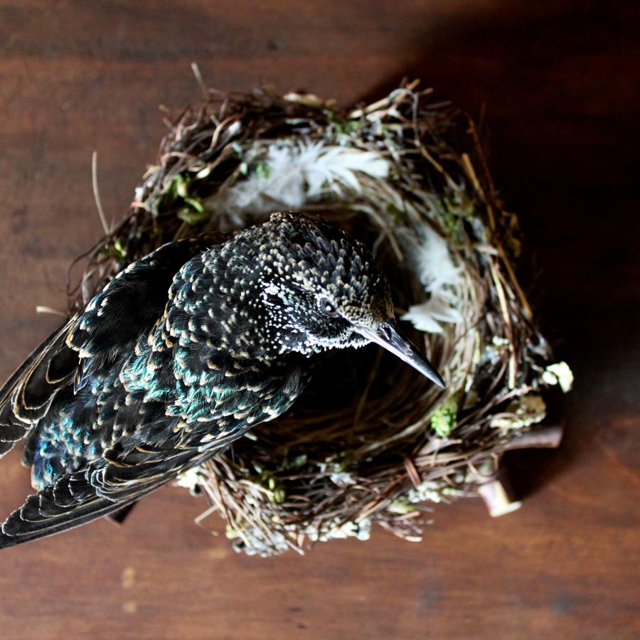 european starling bird for sale