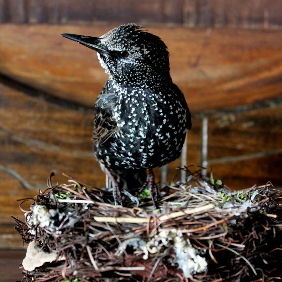 starling bird for sale