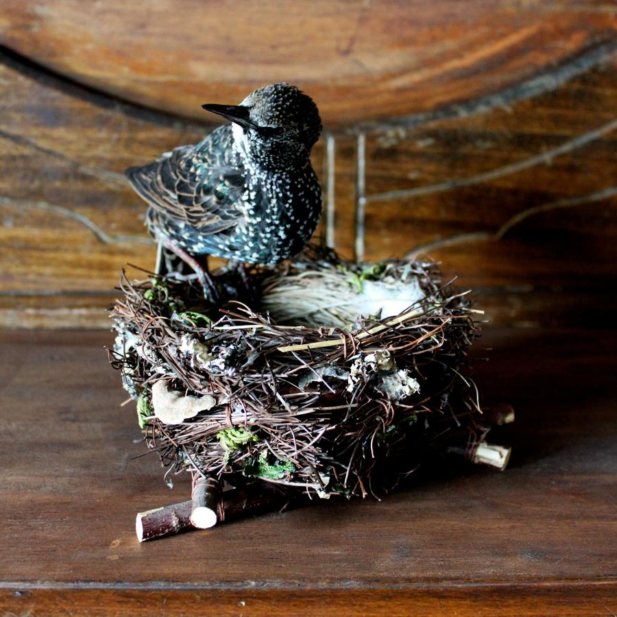 Romantic Bird Taxidermy European Starling 'Sturnus vulgaris' Nest For Sale