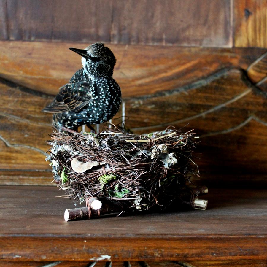 American Bird Taxidermy European Starling 'Sturnus vulgaris' Nest For Sale