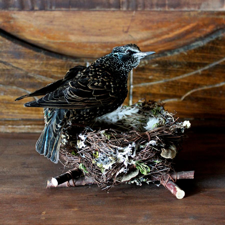 Bird Taxidermy European Starling 'Sturnus vulgaris' Nest In Excellent Condition For Sale In Missoula, MT