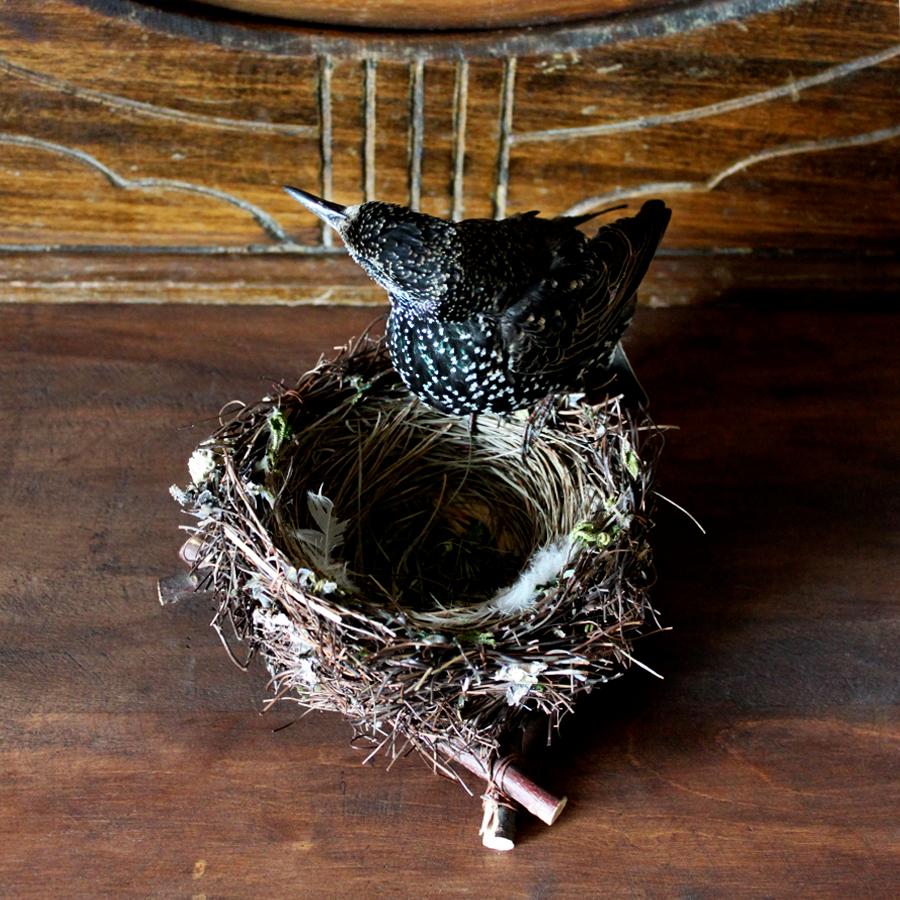 Contemporary Bird Taxidermy European Starling 'Sturnus vulgaris' Nest For Sale