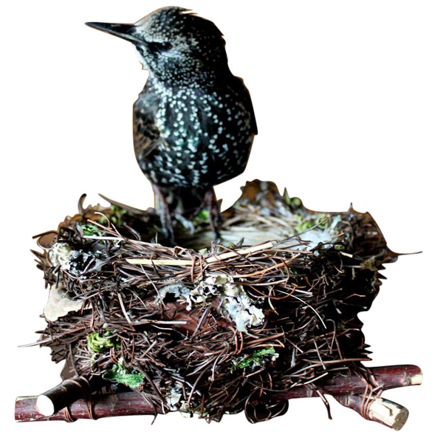 Bird Taxidermy European Starling 'Sturnus vulgaris' Nest For Sale