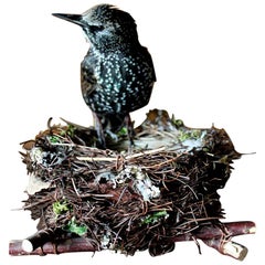 Bird Taxidermy European Starling 'Sturnus vulgaris' Nest