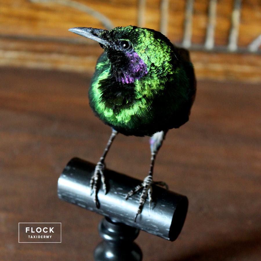 Edwardian Bird Taxidermy Green Iridescent Emerald Starling 'Lamprotornis iris' Black Perch