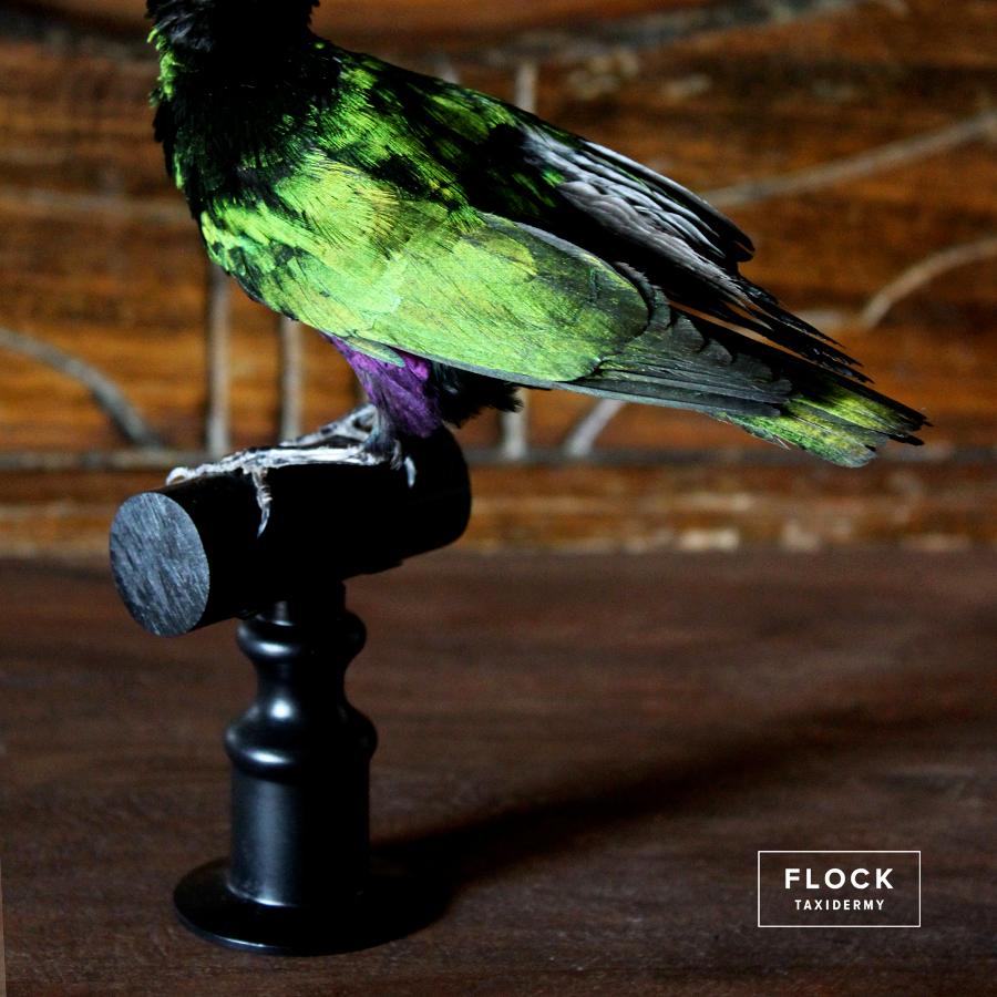 Bird Taxidermy Green Iridescent Emerald Starling 'Lamprotornis iris' Black Perch In Excellent Condition In Missoula, MT