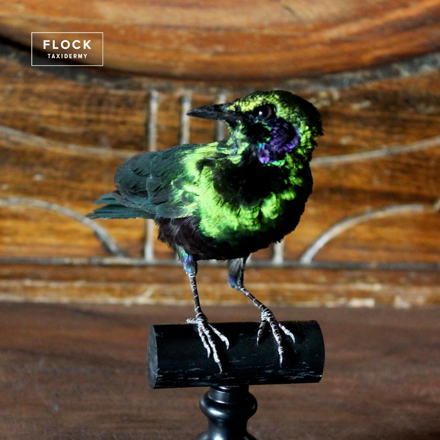 Contemporary Bird Taxidermy Green Iridescent Emerald Starling 'Lamprotornis iris' Black Perch