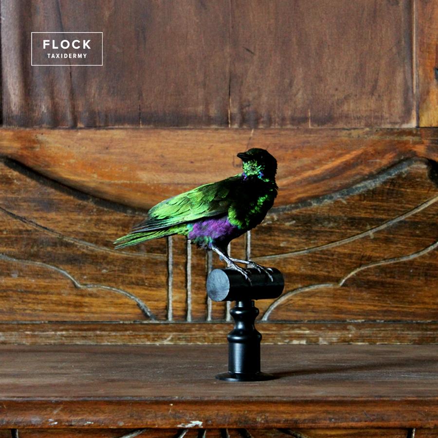 Feathers Bird Taxidermy Green Iridescent Emerald Starling 'Lamprotornis iris' Black Perch