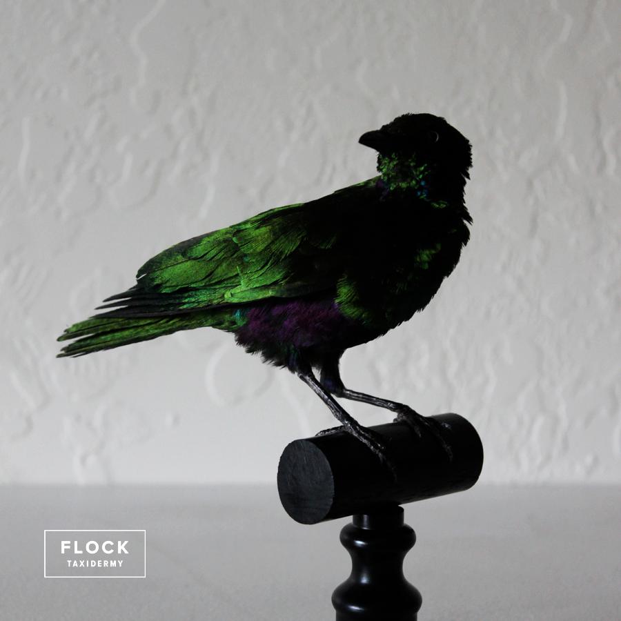 Bird Taxidermy Green Iridescent Emerald Starling 'Lamprotornis iris' Black Perch 1