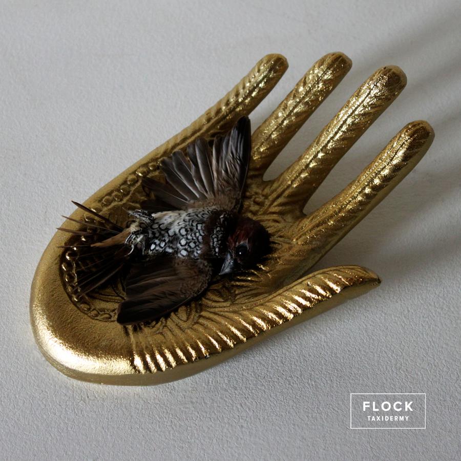 Contemporary Bird Taxidermy Spice Finch 'Lonchura Punctulata' Gold Hand Sculpture For Sale