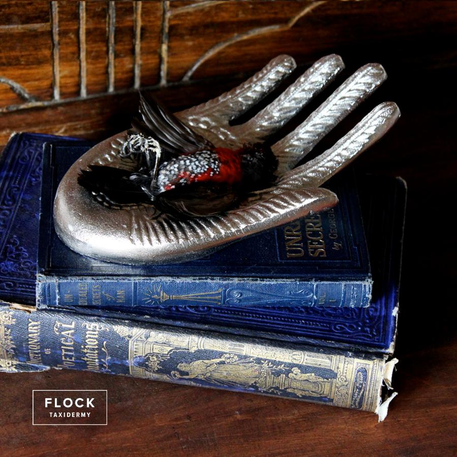 Measures: L 7 in, W 5 in, H 3 in

The western spotted bluebill finch is found in Africa. This handsome bird is resting forever in peace, held in the palm of a silver hand.

Note: Books not included.