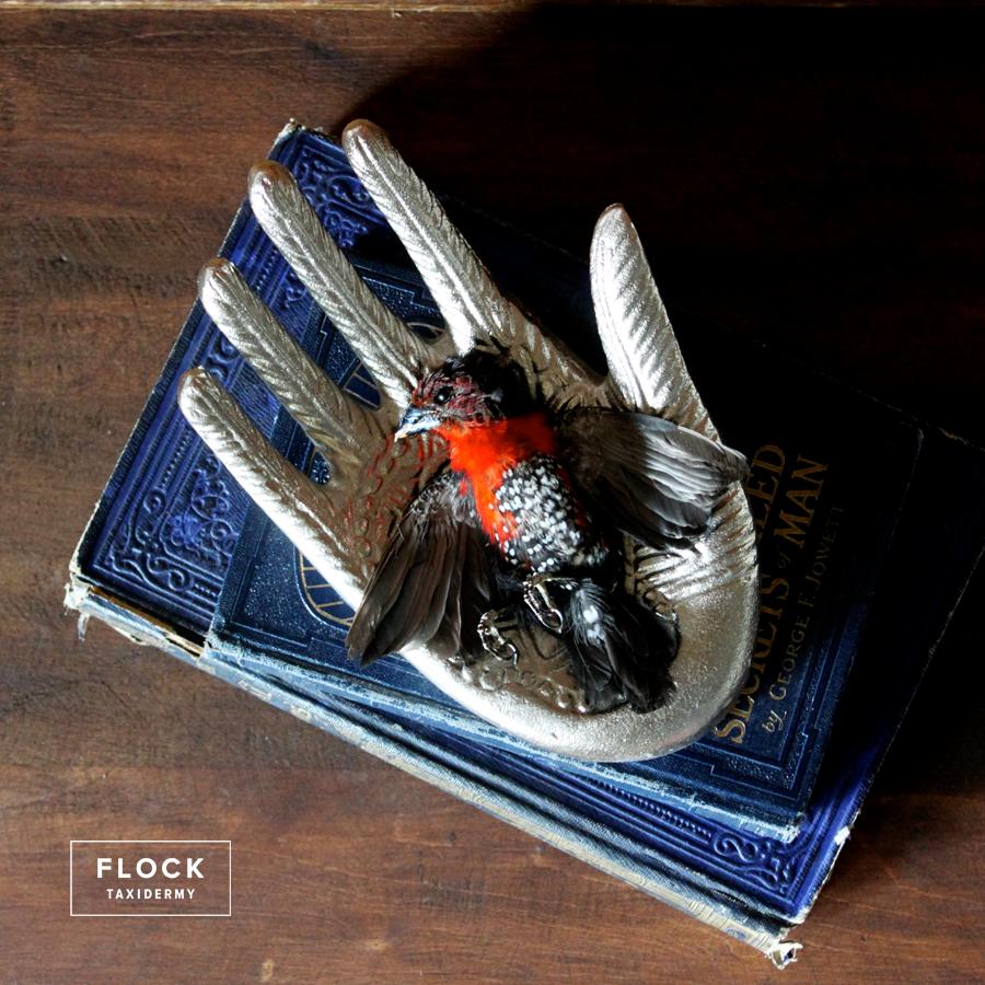 silver finch