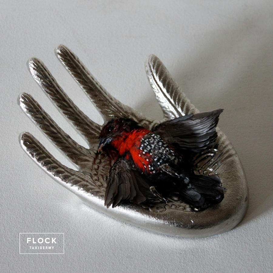 Contemporary Bird Taxidermy Western Spotted Bluebill Finch ‘Spermophaga Haematina’ Silver For Sale