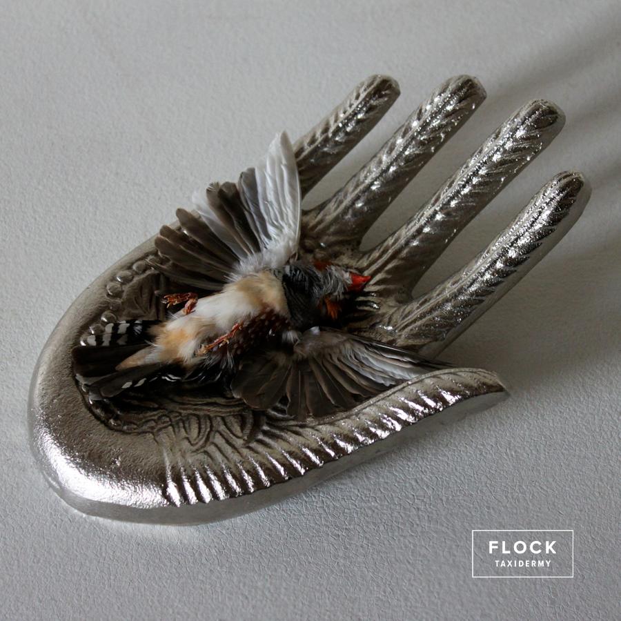 Bird Taxidermy Zebra Finch, Lonchura Striata Domestica Silver Hand Sculpture  For Sale 1