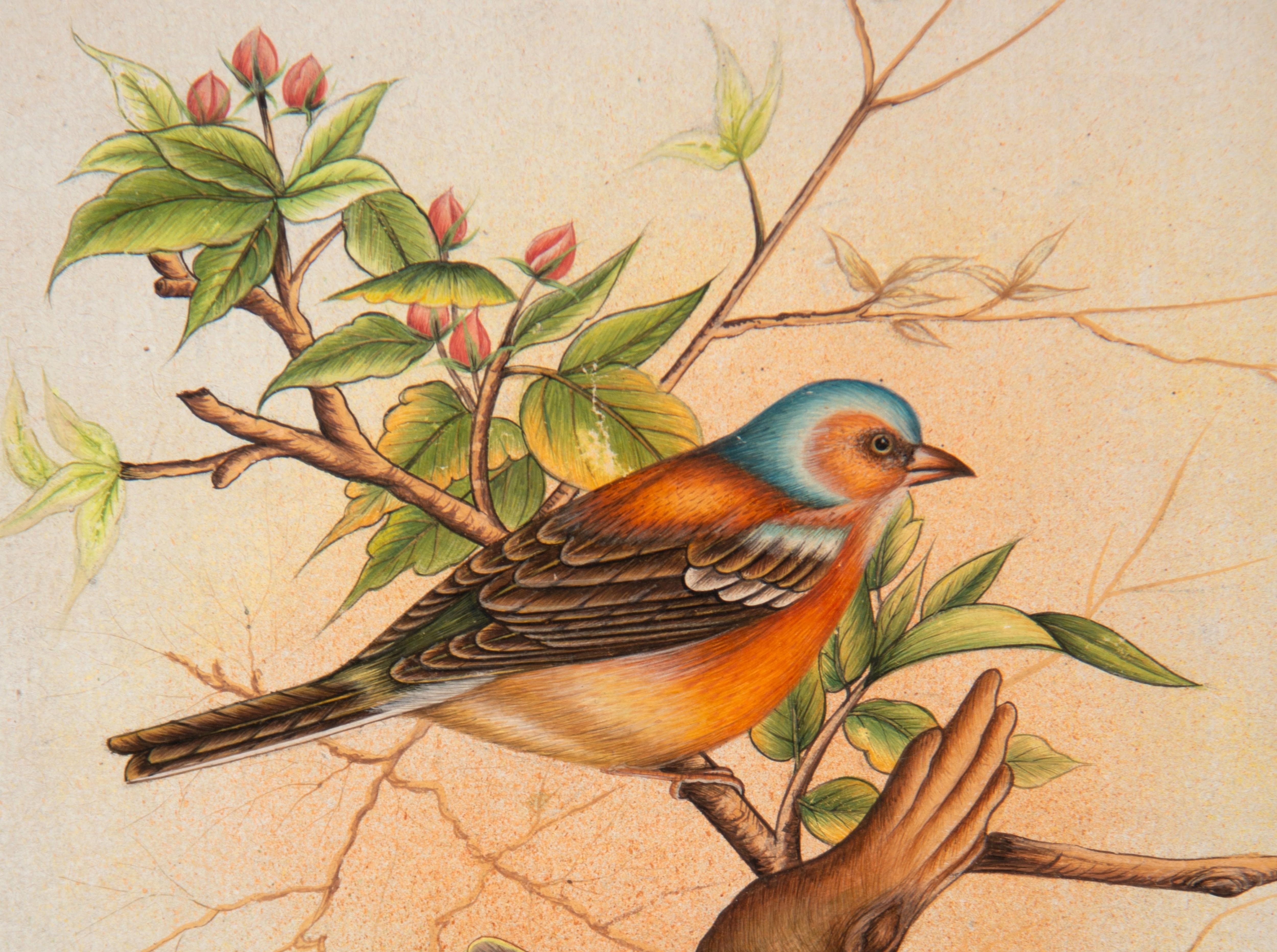 Other Birds. Framed watercolor. 20th century. For Sale