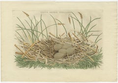 Birds Nest and Eggs of the Eurasian Bittern or Great Bittern, 1770