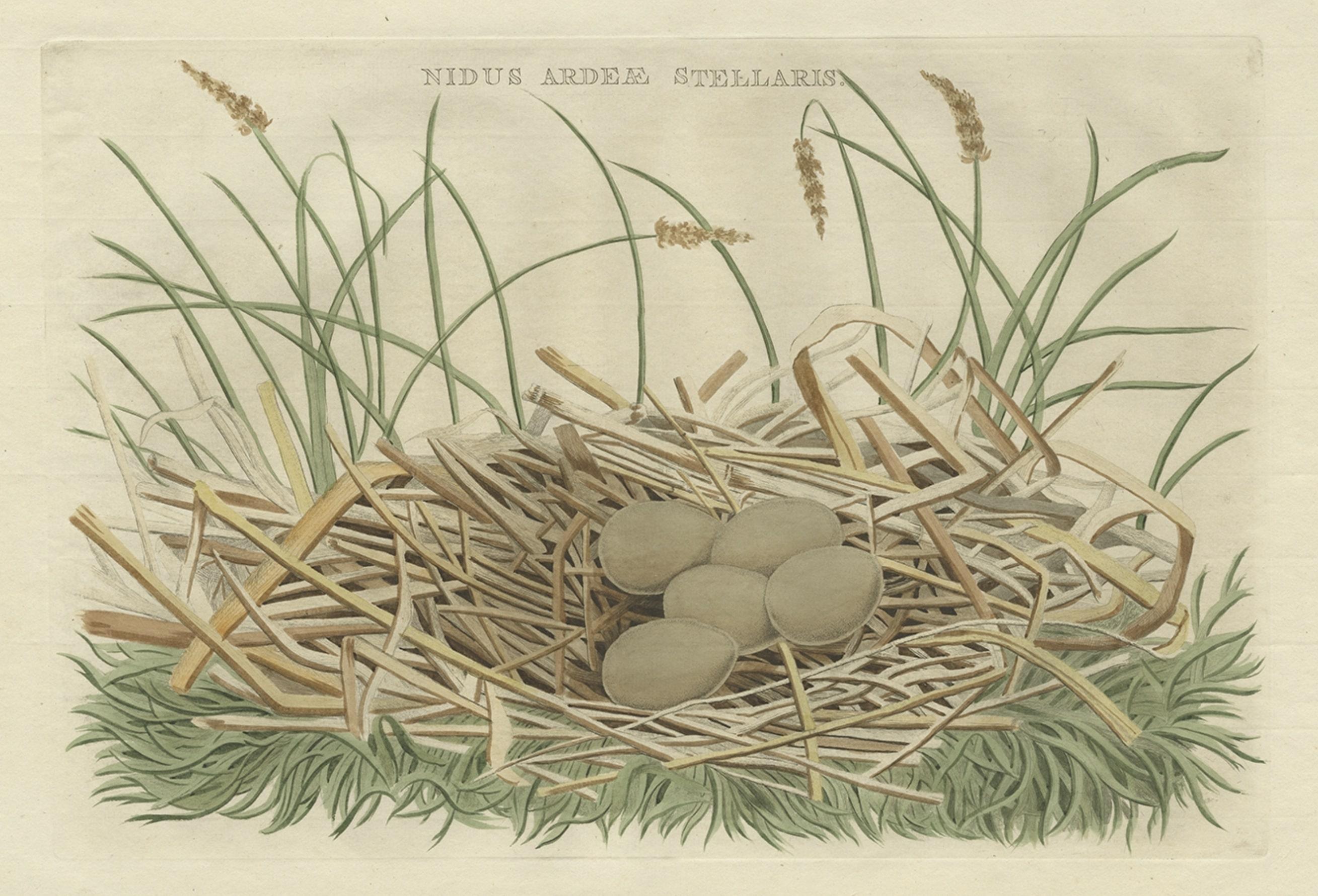 Birds Nest and Eggs of the Eurasian Bittern oder Great Bittern, 1770 im Zustand „Gut“ im Angebot in Langweer, NL