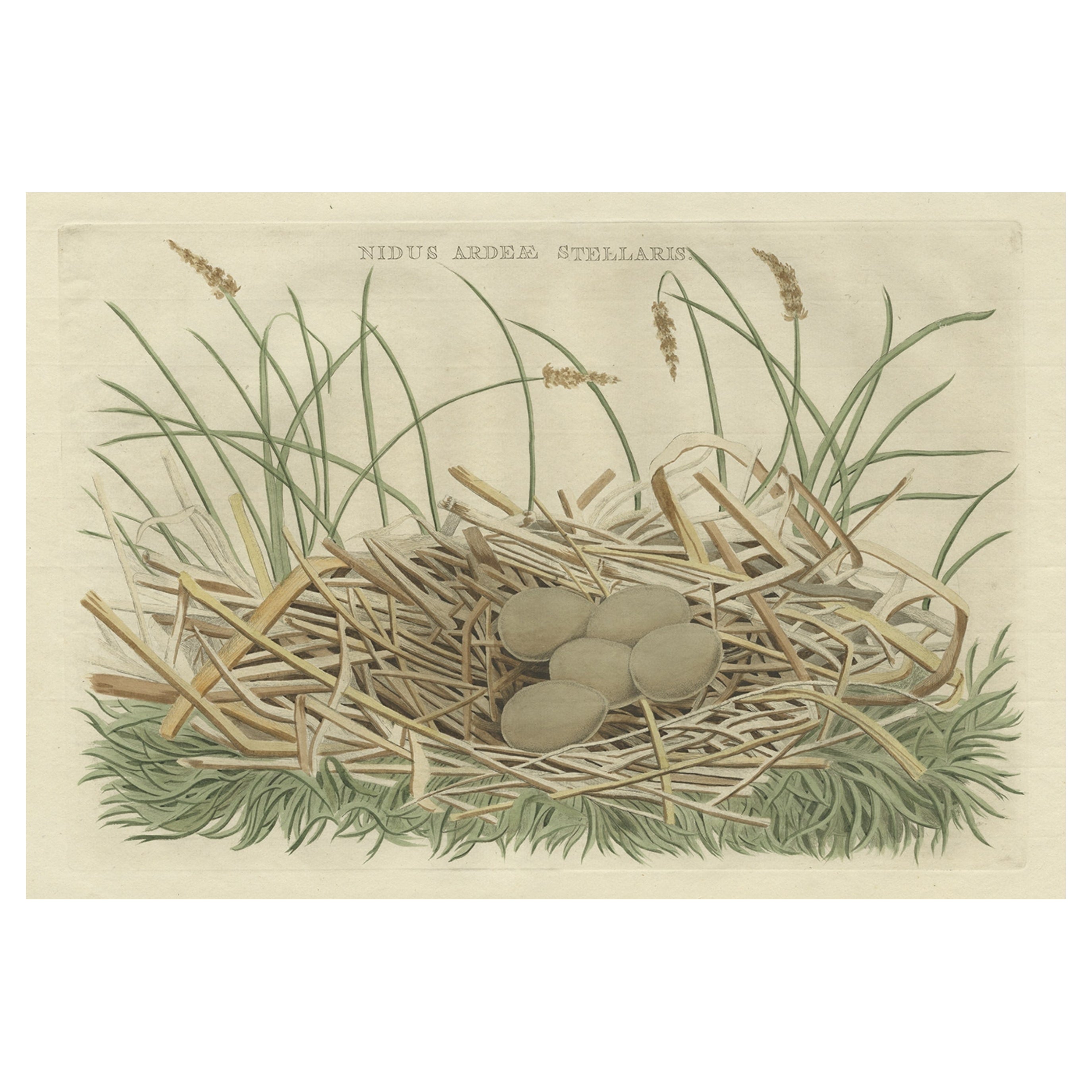 Birds Nest and Eggs of the Eurasian Bittern oder Great Bittern, 1770