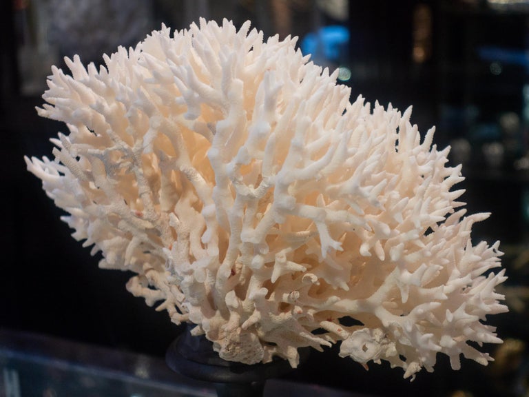 Bird's Nest Coral Mounted at 1stDibs