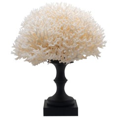 Bird
s Nest Coral Mounted Bird
s Nest Coral Mounted
