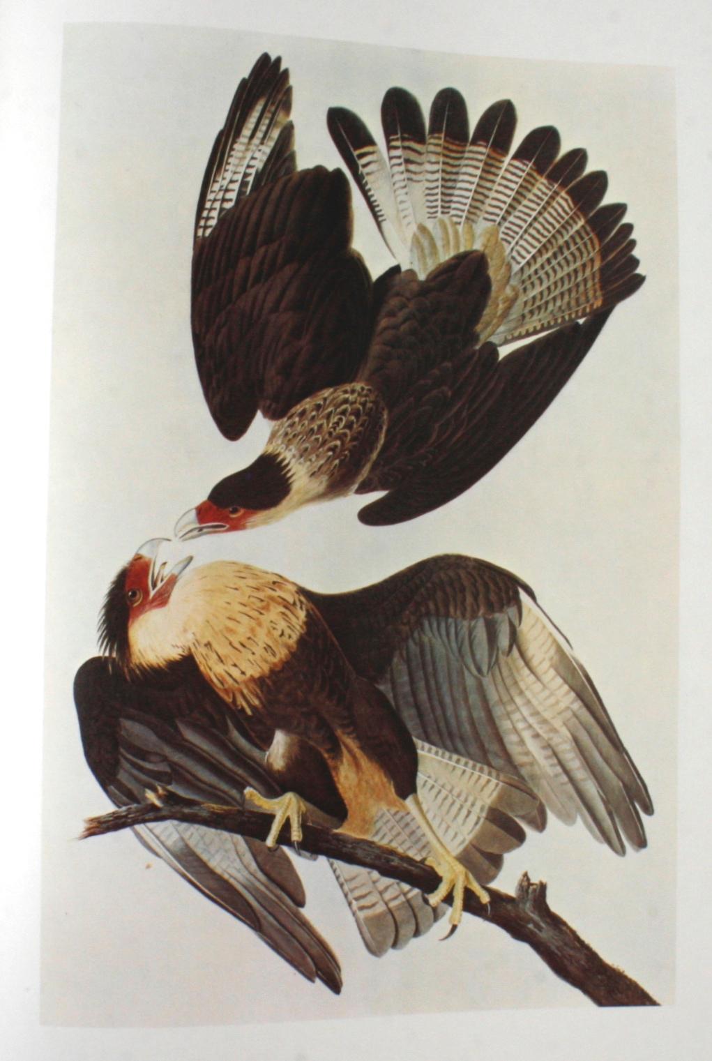 Birds of America by John James Audubon, Vol. I & II, First Edition 4