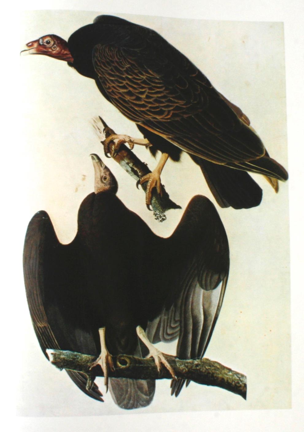 Birds of America by John James Audubon, Vol. I & II, First Edition 5