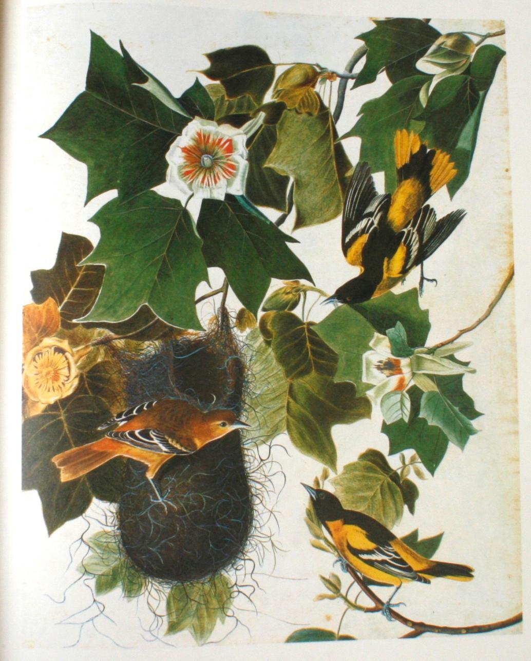 Birds of America by John James Audubon, Vol. I & II, First Edition 7
