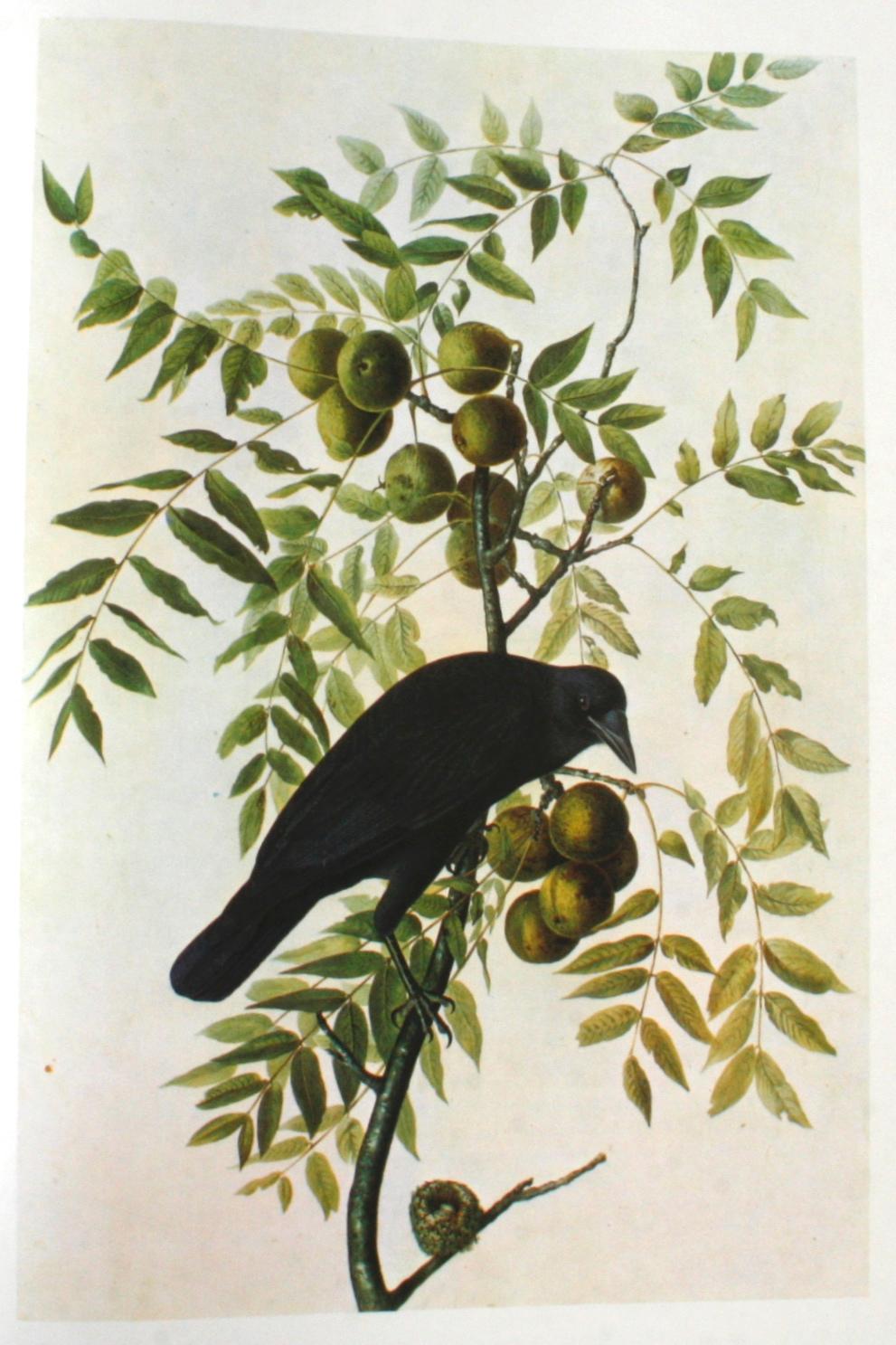 Birds of America by John James Audubon, Vol. I & II, First Edition 8